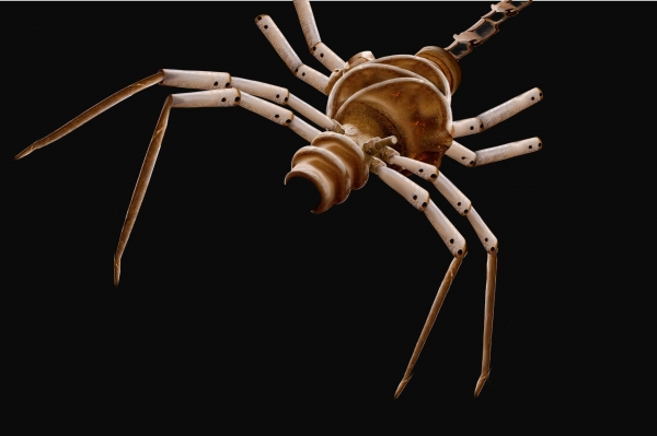 Creation of Spider trinket: Step 8